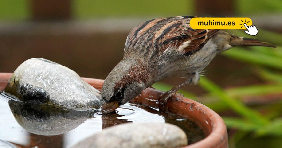 Cómo crear un bebedero DIY en tu terraza para que pequeñas aves puedan resistir el verano 24