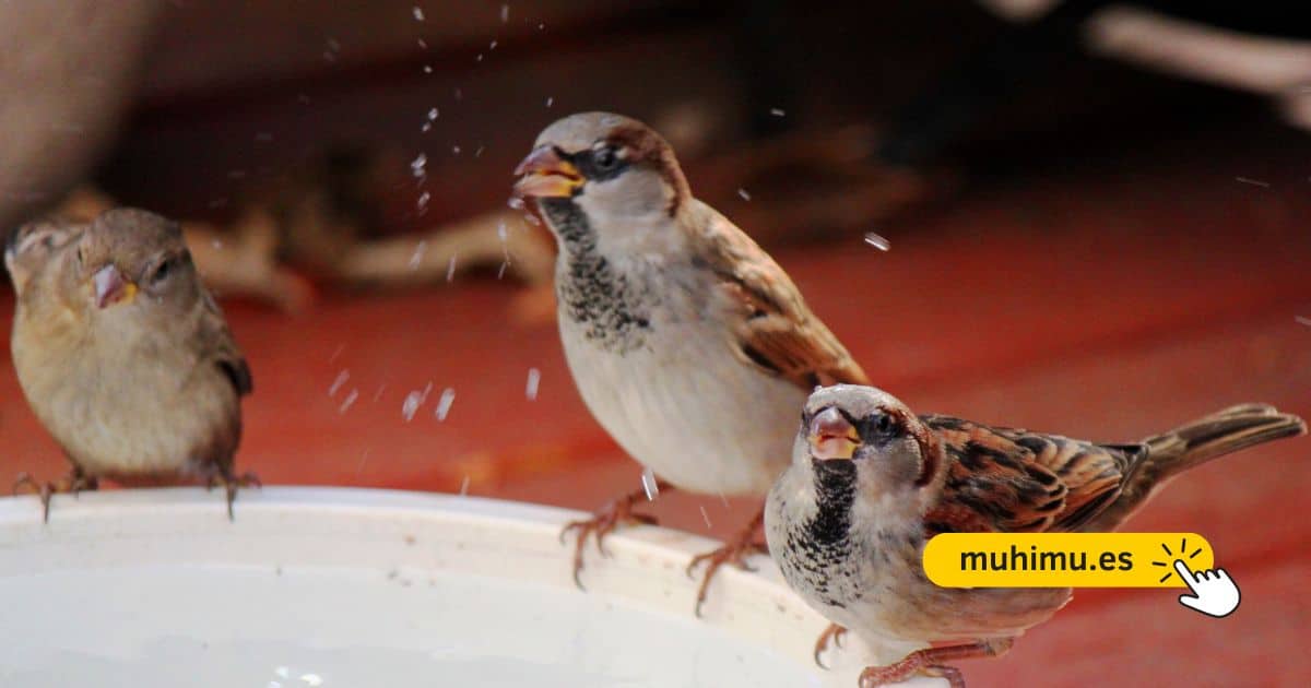 Cómo crear un bebedero DIY en tu terraza para que pequeñas aves puedan resistir el verano 21