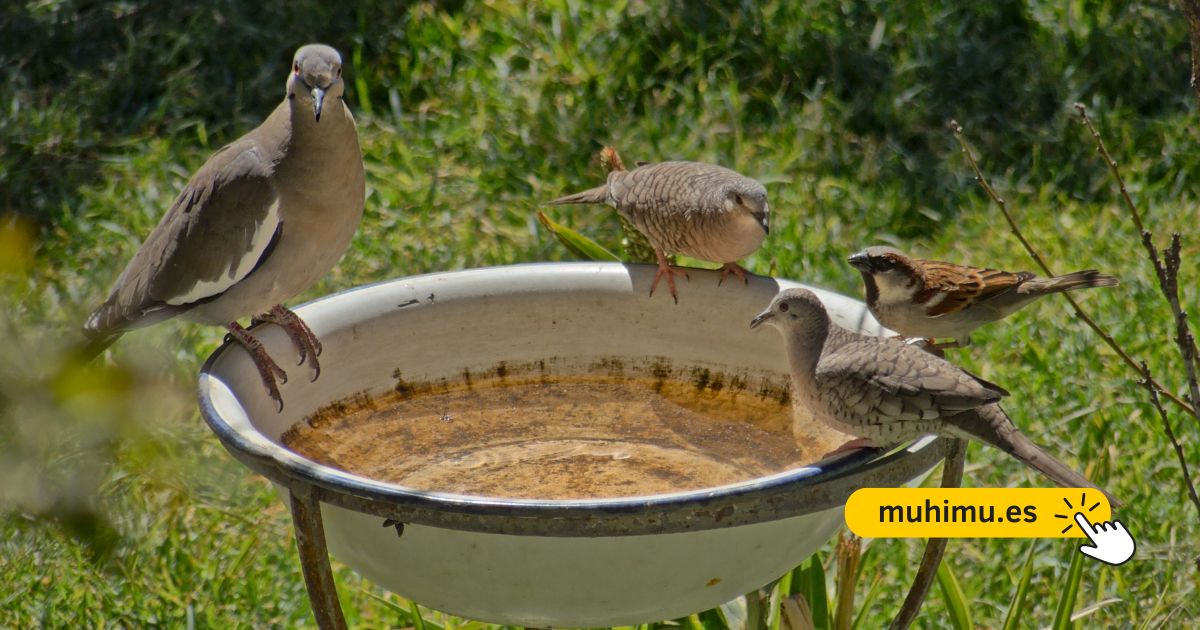 Cómo crear un bebedero DIY en tu terraza para que pequeñas aves puedan resistir el verano 20