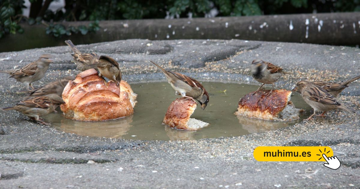 Cómo crear un bebedero DIY en tu terraza para que pequeñas aves puedan resistir el verano 9