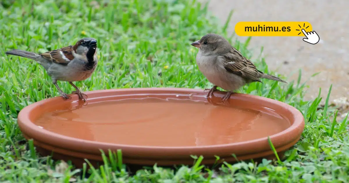 Cómo crear un bebedero DIY en tu terraza para que pequeñas aves puedan resistir el verano 23